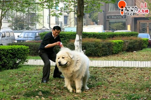 遛狗还是遛狗缩略图