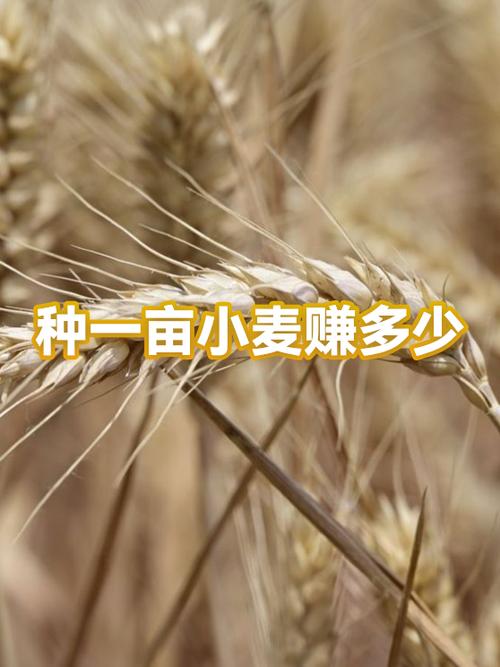 种一亩小麦的利润缩略图