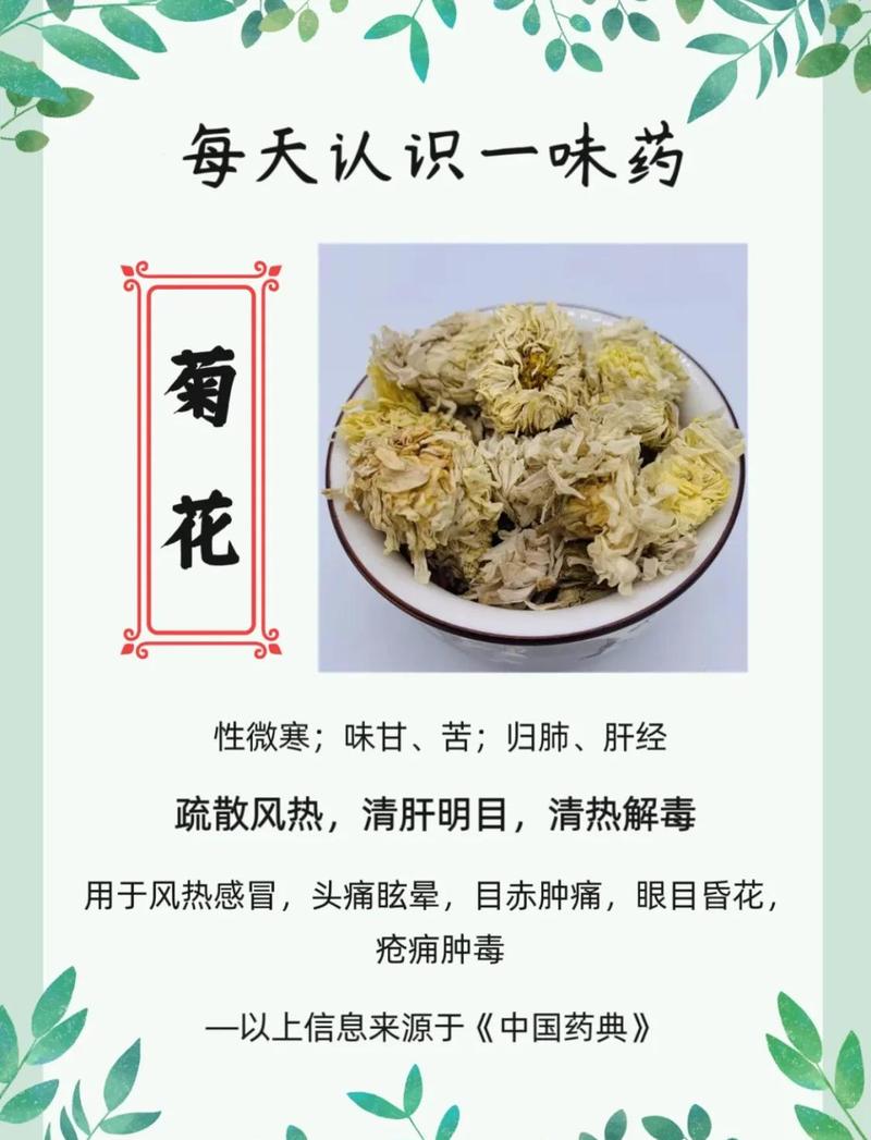 菊花泡水喝的功效与作用缩略图