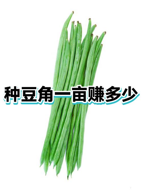 一亩大棚豆角利润缩略图