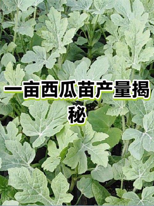 一亩西瓜利润多少缩略图
