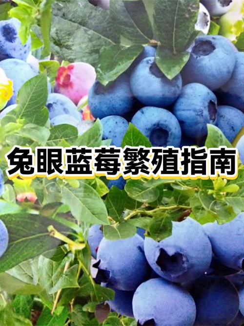 蓝莓的养殖方法缩略图