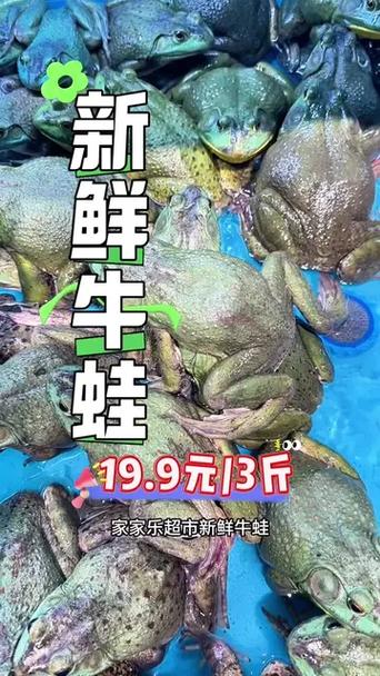 牛蛙好多钱一斤缩略图