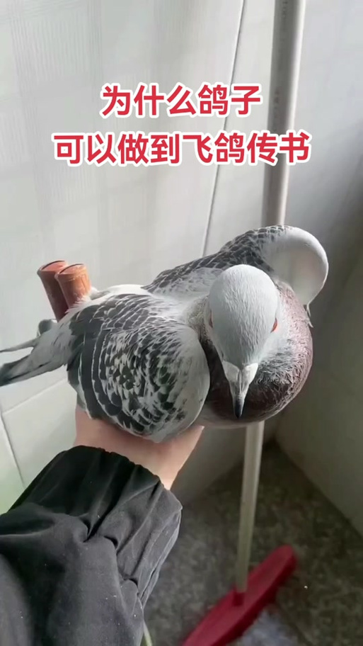 飞鸽传书最新版缩略图