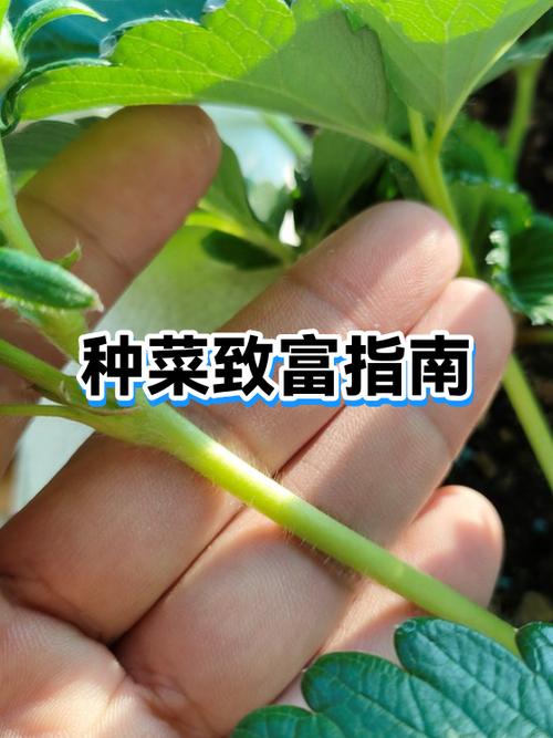 种蔬菜赚钱吗缩略图