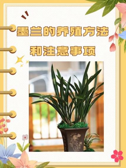 墨兰的养殖方法和注意事项缩略图