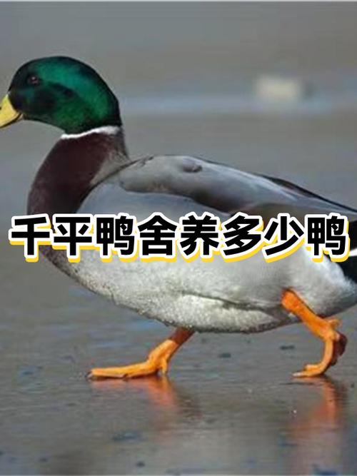 养一千只鸭子的利润缩略图