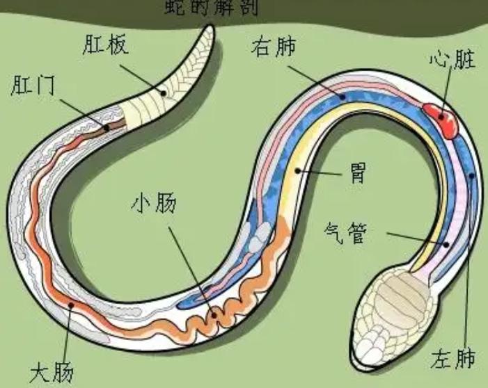 蛇的屁股在哪个地方游戏截图