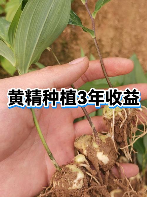 种植黃精一亩利润多少缩略图