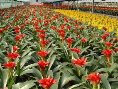 在农村开个花圃挣钱吗缩略图