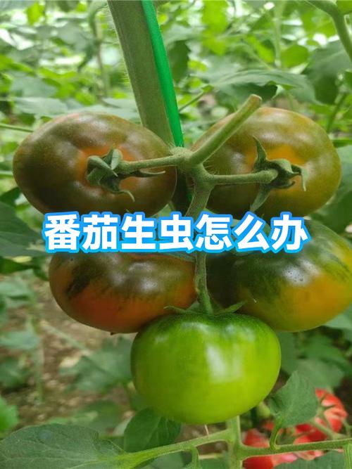 找番茄app游戏截图