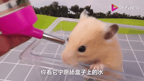 仓鼠多久喝一次水缩略图