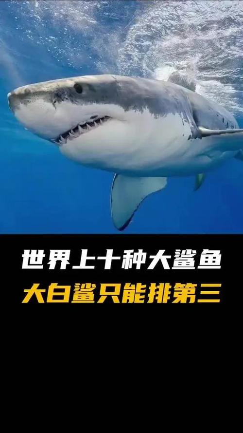 鲨鱼视频播放缩略图