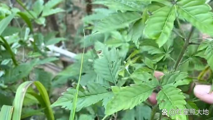 驱蚊子最有效的方法游戏截图