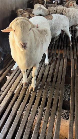 薅羊毛的赚钱方式缩略图