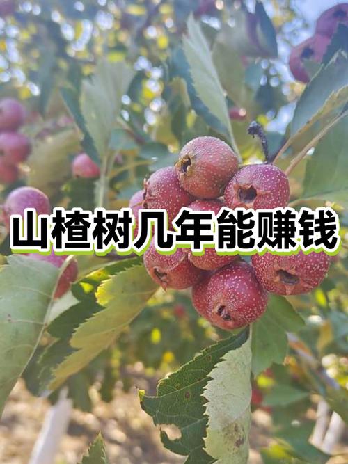 赚省优选是真的吗游戏截图