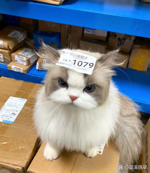 小猫在几个月长得最快缩略图