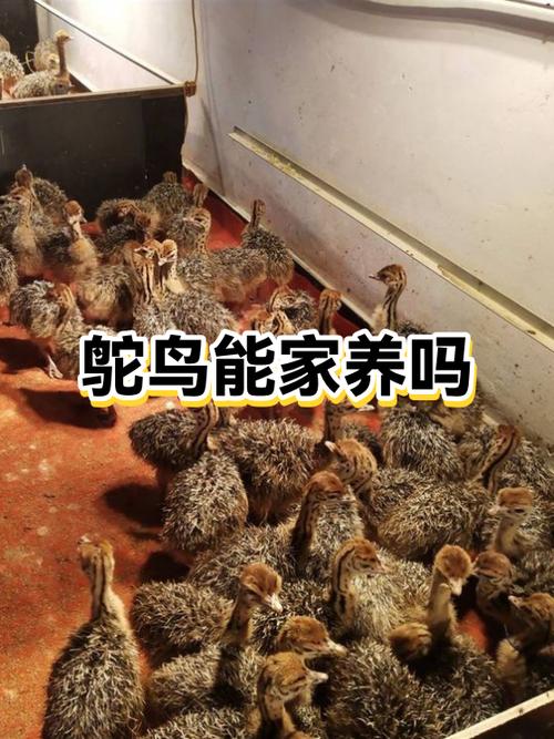 养20只鸵鸟一年利润缩略图