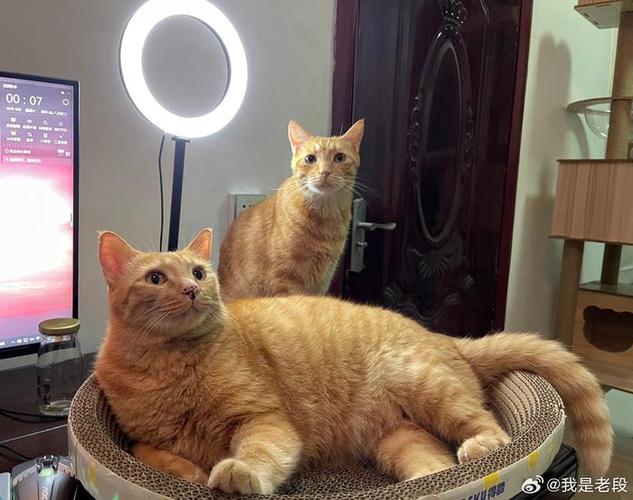 猫播直播间图标
