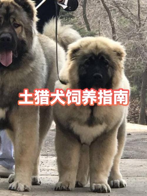 纯土猎犬的品种缩略图