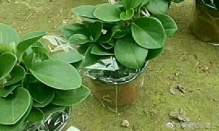 绿色转发文章赚钱平台游戏截图