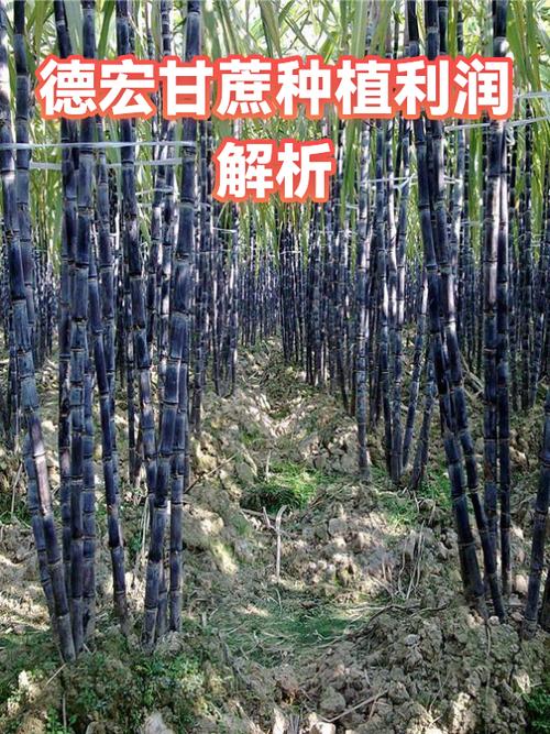 卖甘蔗的利润有多大游戏截图