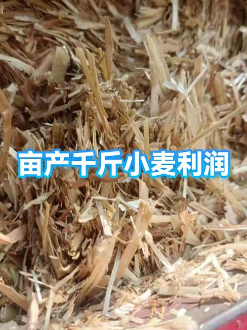 收小麦多大利润缩略图
