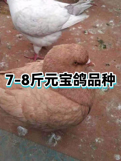 元宝鸽子多少钱一对缩略图