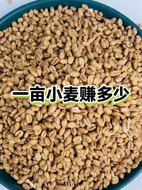一亩小麦成本与利润游戏截图