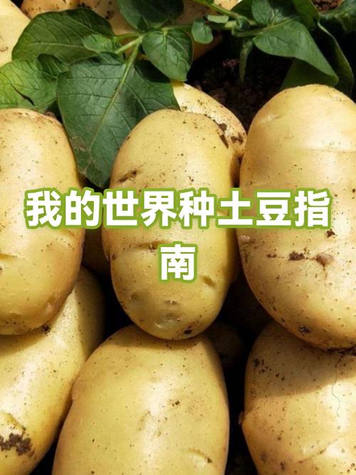 我的世界土豆怎么获得缩略图