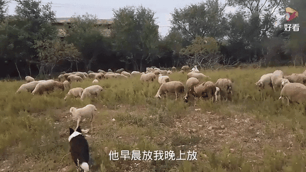 放羊狗的十个训练方法游戏截图