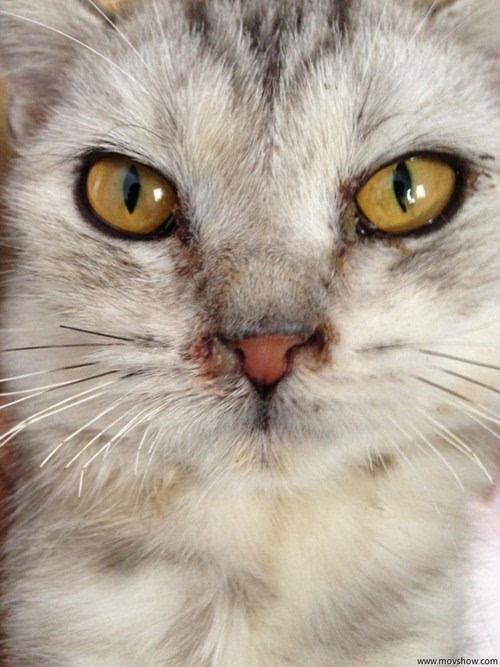 20天小猫眼睛分泌物粘住缩略图