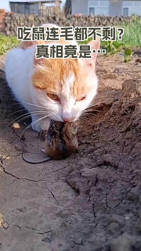 鼠标右键正常,左键有右键功能游戏截图