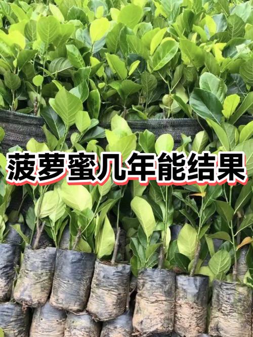 菠萝蜜要放几天才会熟缩略图
