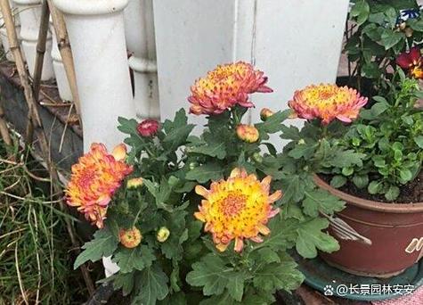 菊花多久浇一次水缩略图