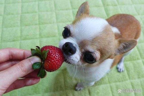 小狗能吃草莓吗图标
