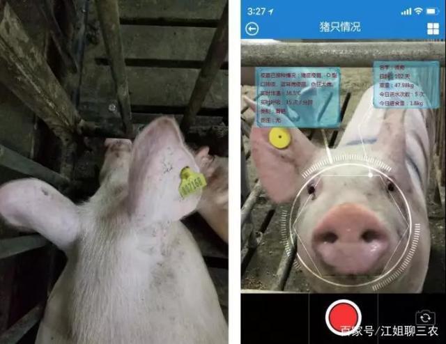 拼多多里养的猪在哪里能看到缩略图