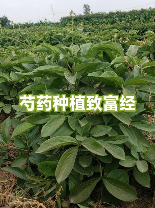 种花赚钱软件下载缩略图