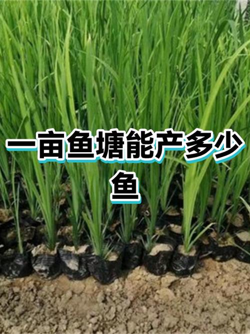 一亩鱼塘可以养多少鱼游戏截图