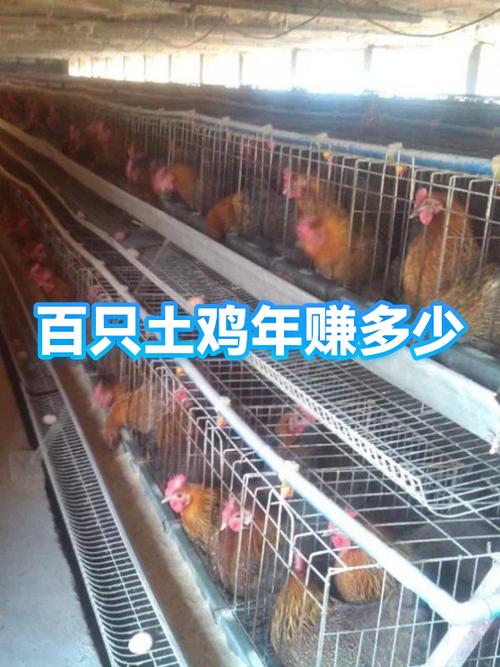 散养鸡500只一年利润多少游戏截图