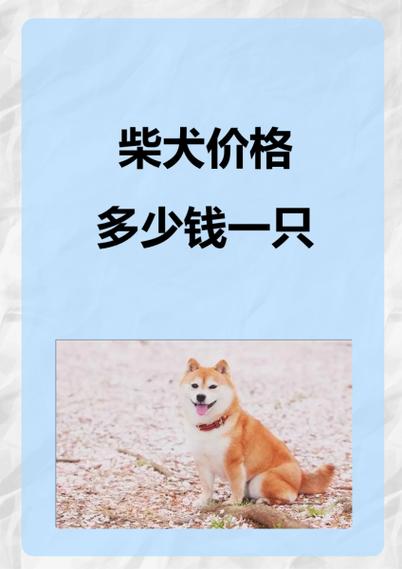 柴犬纯种多少钱一只缩略图