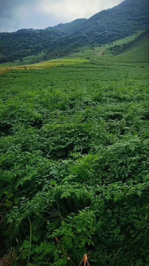 种田小药农缩略图