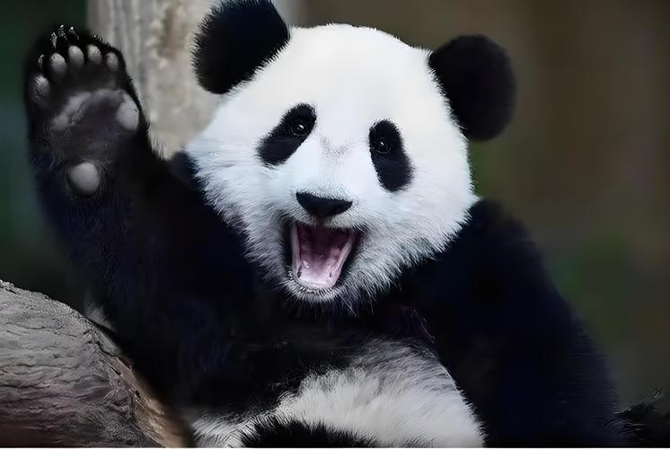 熊猫叫猫熊还是叫熊猫游戏截图
