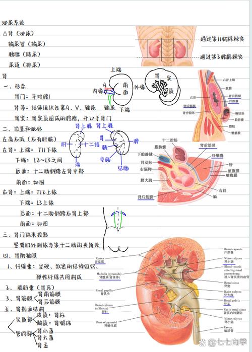 医学基础知识1000考点缩略图