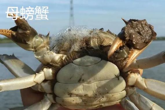 螃蟹断了7条腿能再生吗缩略图