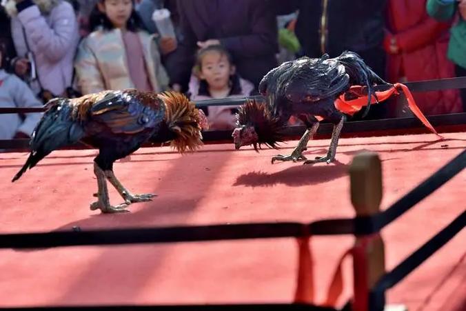 疯狂斗鸡场免广告内置菜单缩略图