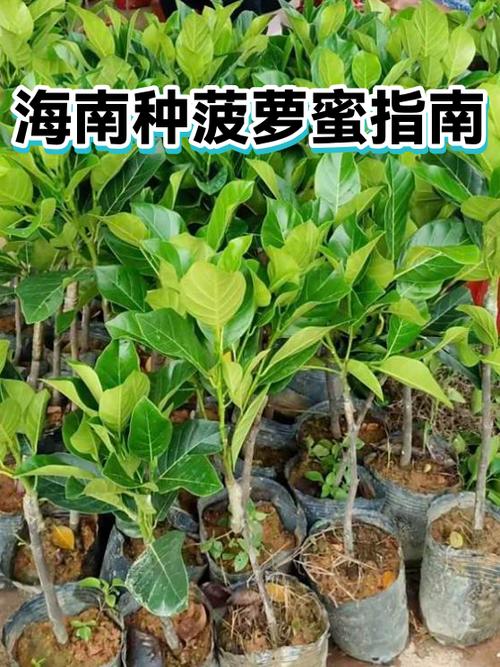 海南菠萝蜜几月份成熟