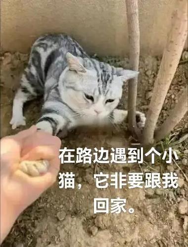 路遇猫有啥含义缩略图
