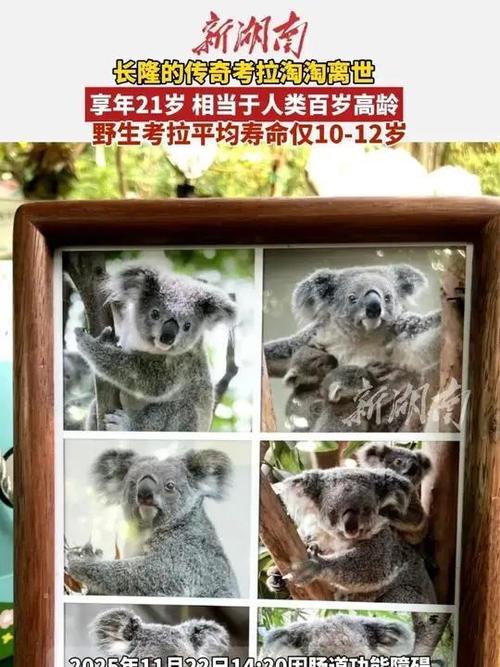 考拉淘淘缩略图