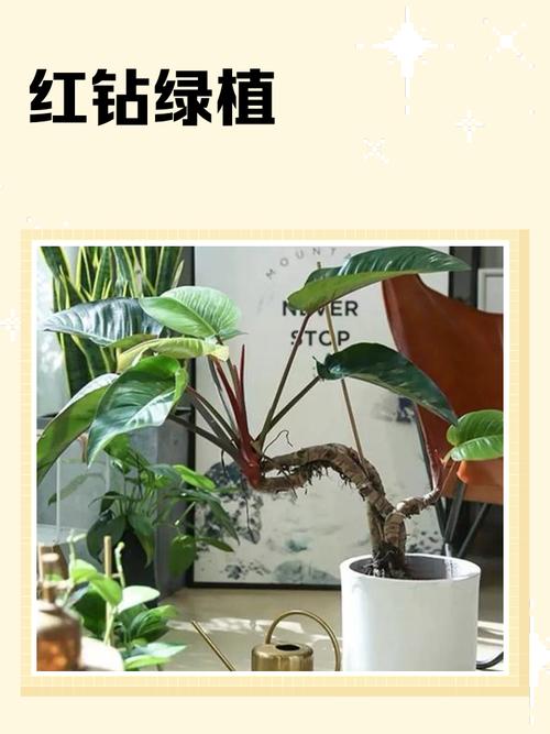 红钻多久浇一次水缩略图